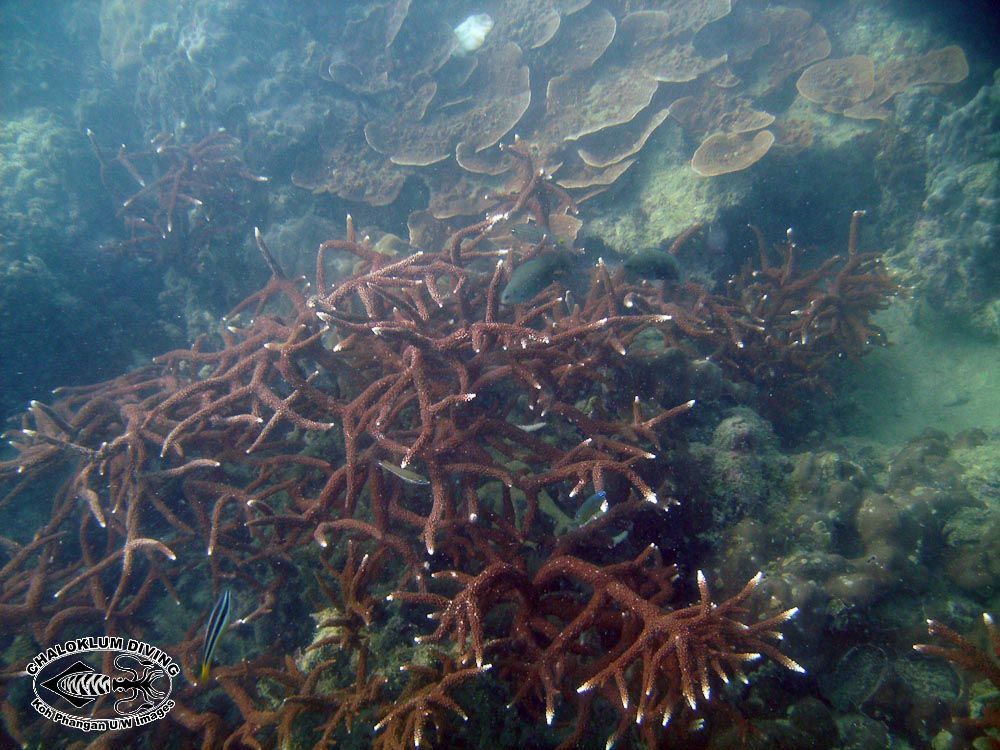 Image of Staghorn corals