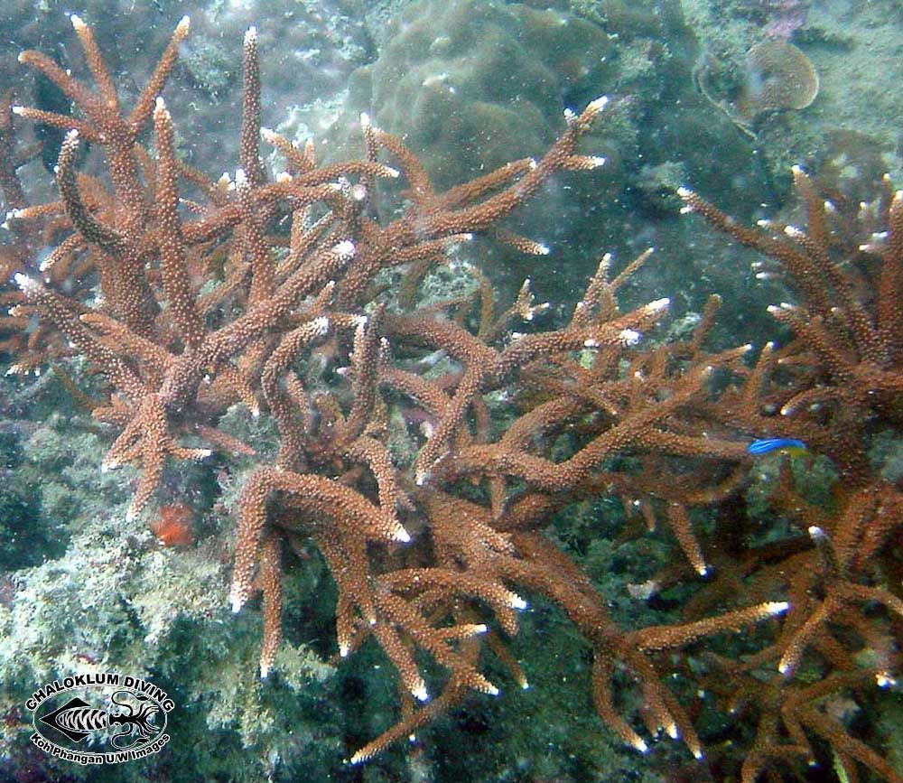 Image of Staghorn corals