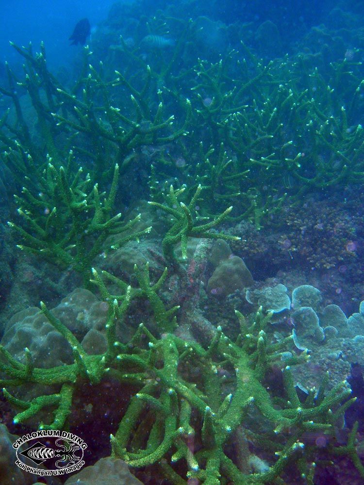 Image of Staghorn corals