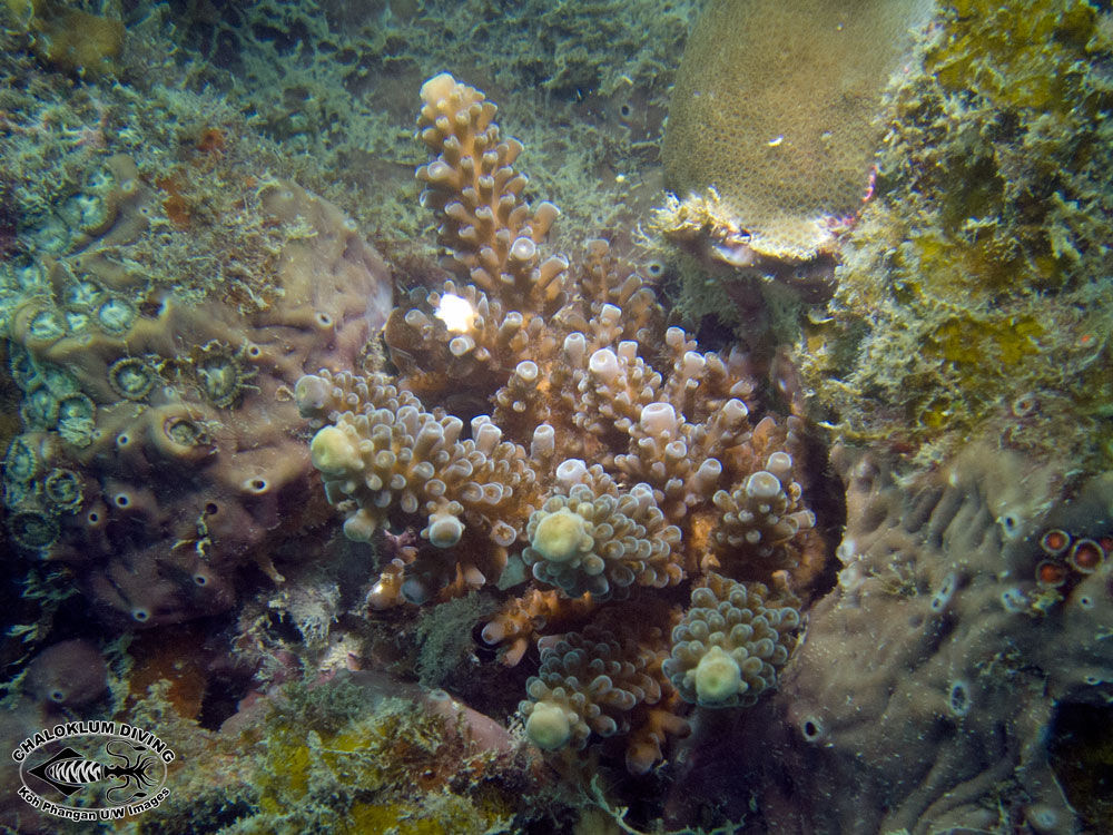 Image of Staghorn corals