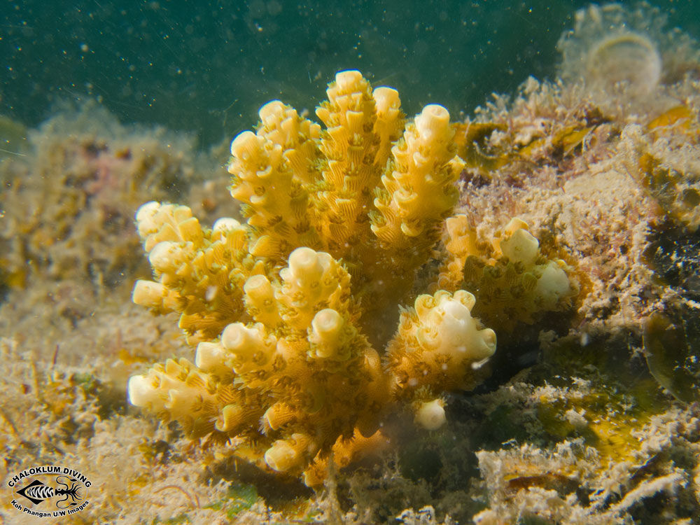 Image of Staghorn corals