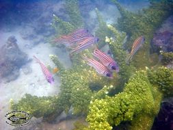 Image of Staghorn corals