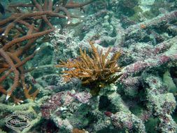 Image of Staghorn corals