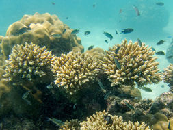 Image of Staghorn corals