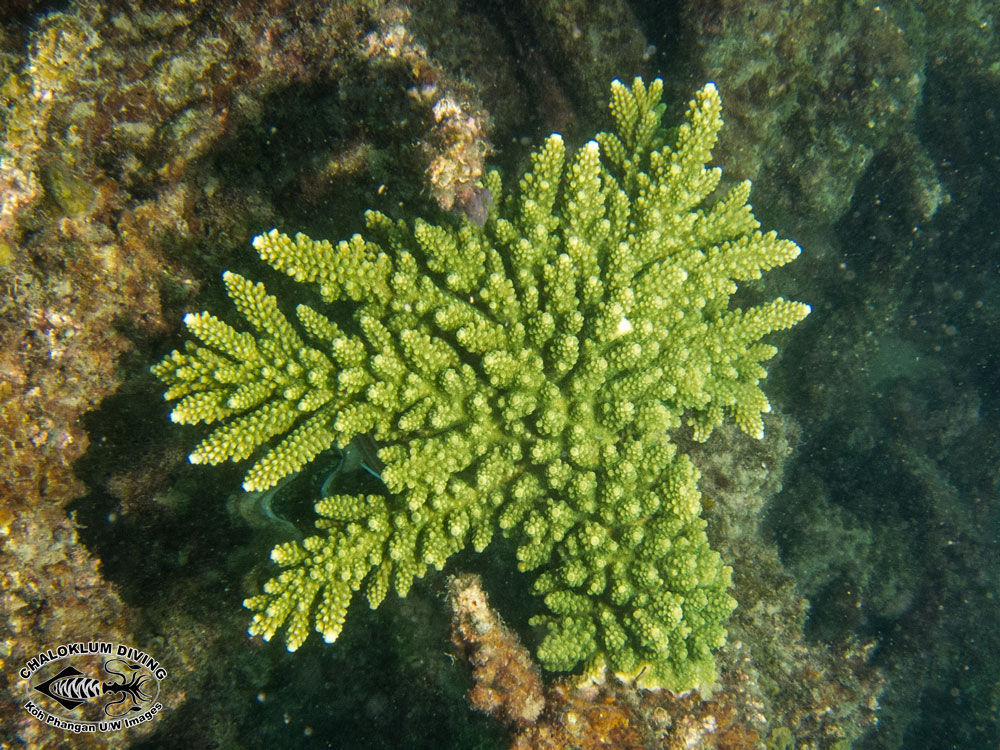 Image of Staghorn corals