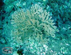 Image of Staghorn corals