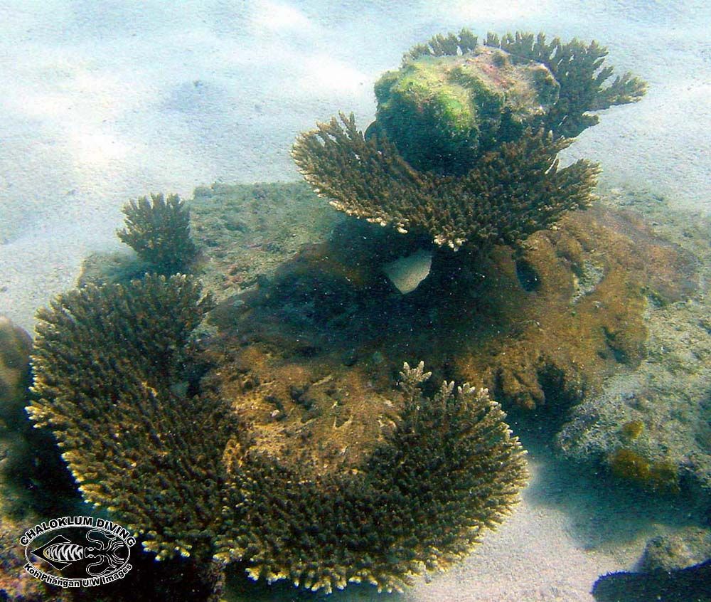 Image of Staghorn corals