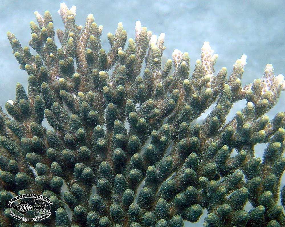 Image of Staghorn corals