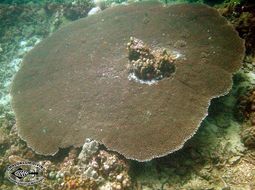 Image of Staghorn corals