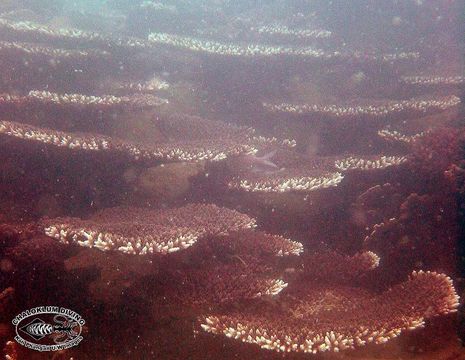 Image of Staghorn corals