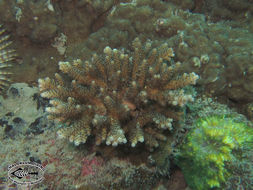 Image of Staghorn corals