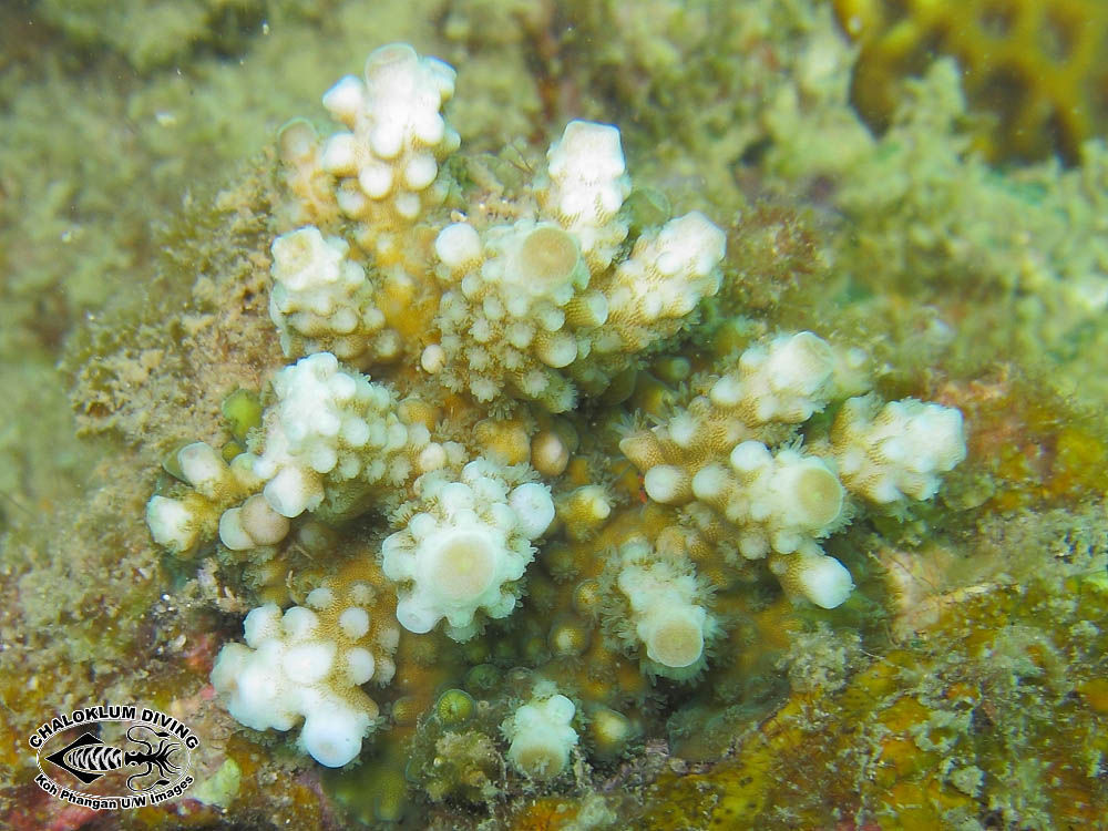 Image of Staghorn corals