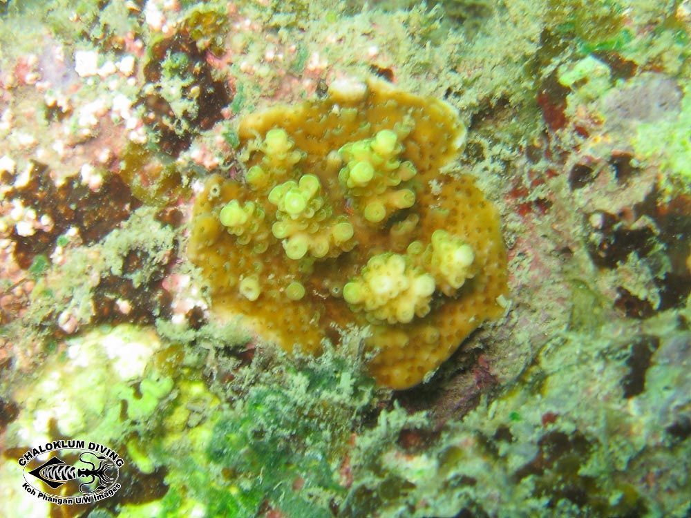 Image of Staghorn corals