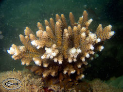 Image of Staghorn corals