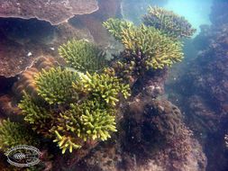 Image of Staghorn corals