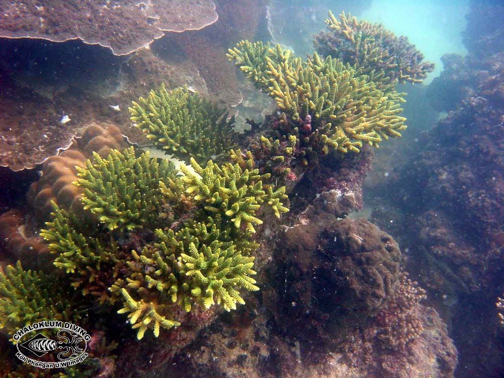 Image of Staghorn corals