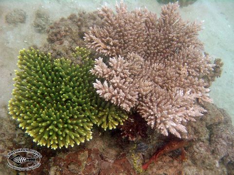 Image of Staghorn corals