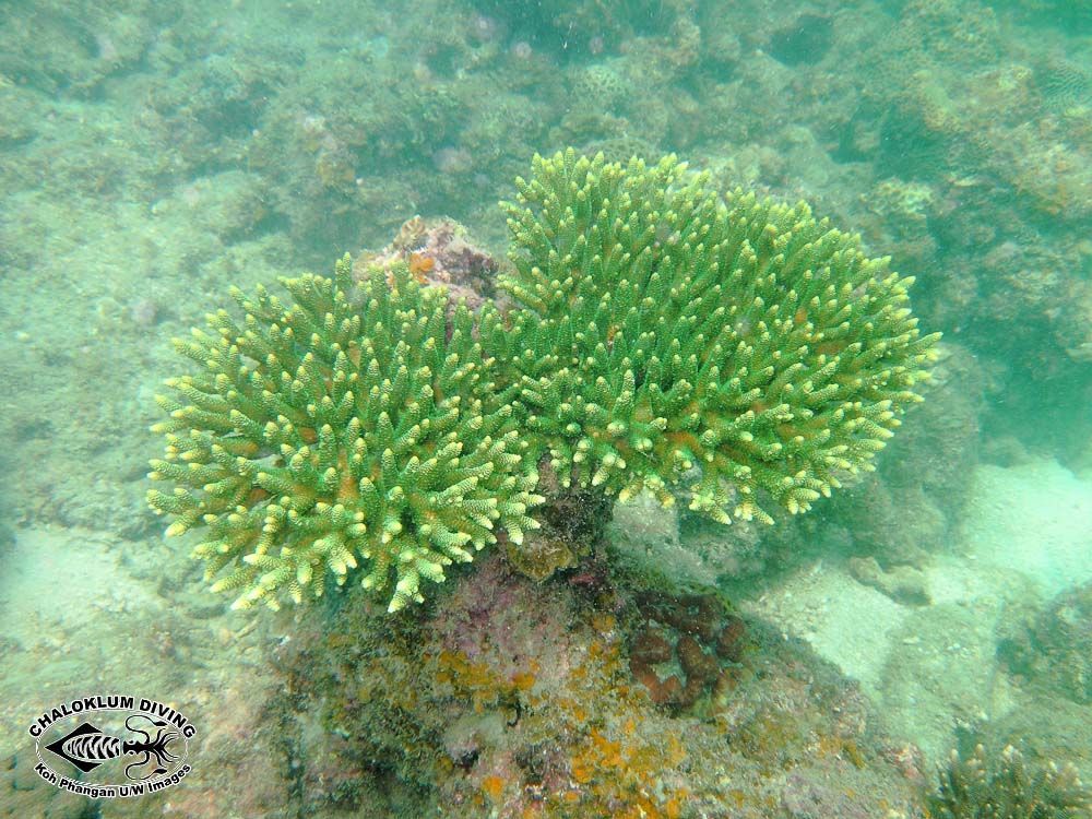 Image of Staghorn corals