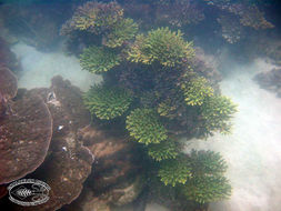 Image of Staghorn corals