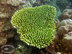 Image of Staghorn corals