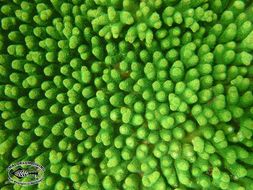 Image of Staghorn corals