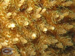 Image of Staghorn corals