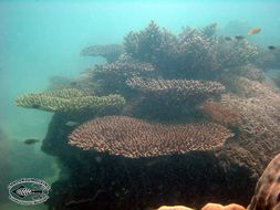 Image of Staghorn corals