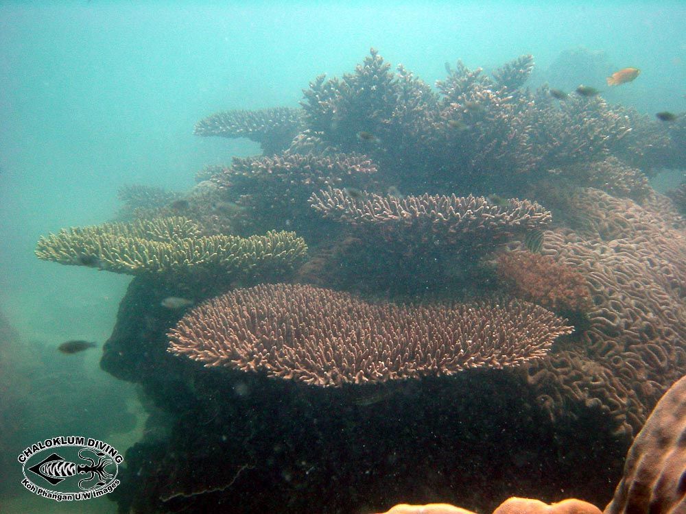 Image of Staghorn corals