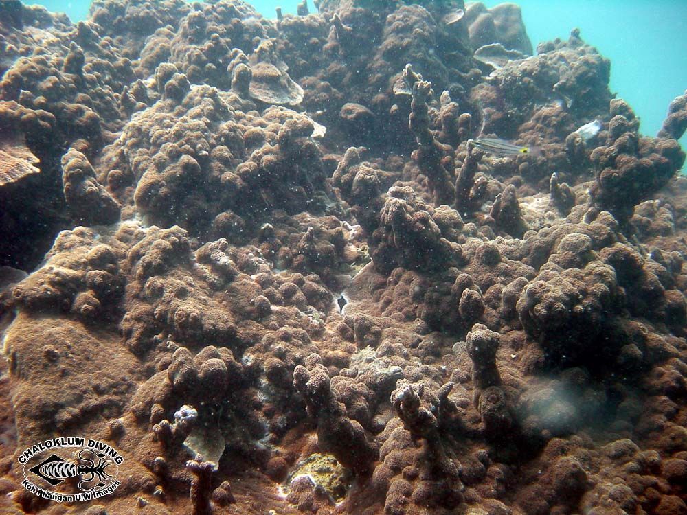 Image of montipora corals