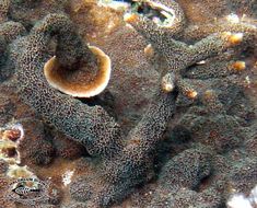 Image of montipora corals