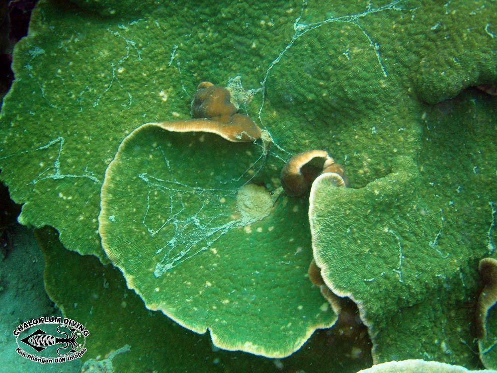 Image of montipora corals