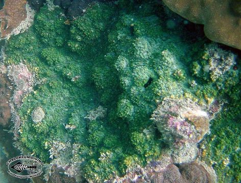 Image of montipora corals