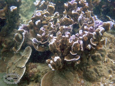 Image of montipora corals