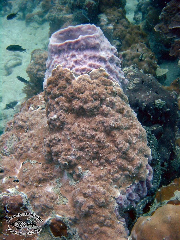 Image of montipora corals