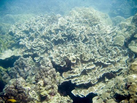 Plancia ëd Montipora tuberculosa (Lamarck 1816)