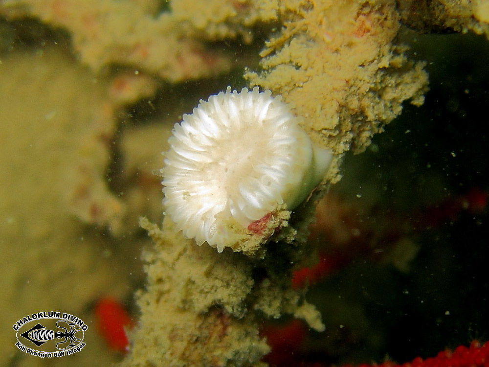 Image of Lowridge cactus coral