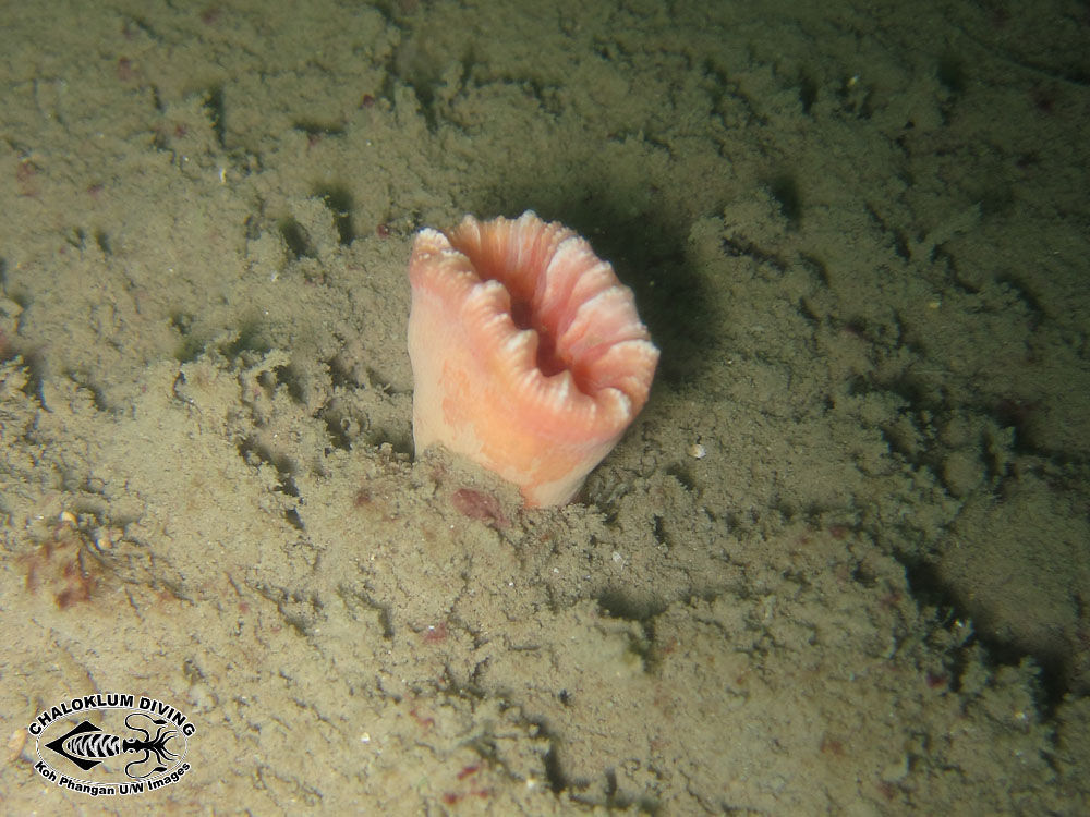 Image of Lowridge cactus coral