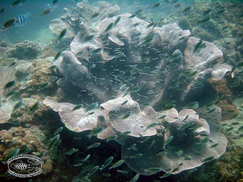 Image of Yellow scroll coral