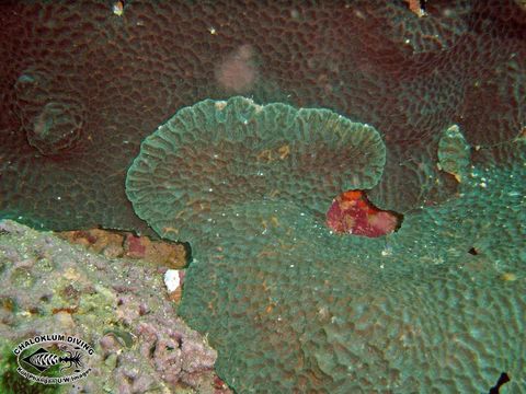 Image of Gardiner's coral