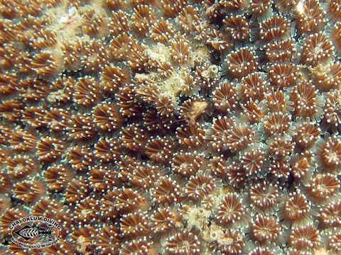 Image of Galaxea coral