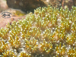 Image of Galaxea coral