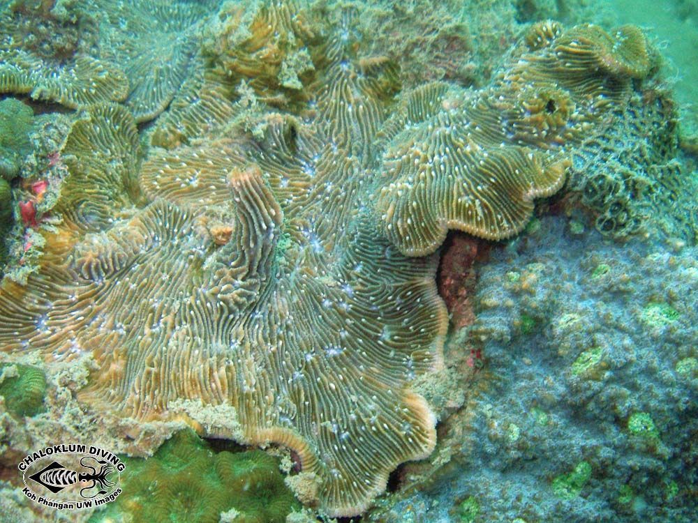 Image of serpent coral