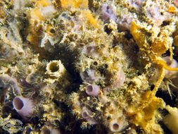 Image of zoanthids