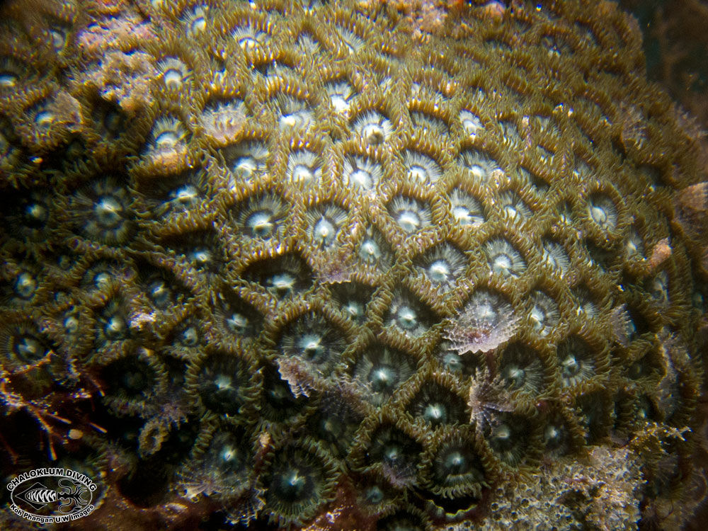 Image of zoanthids