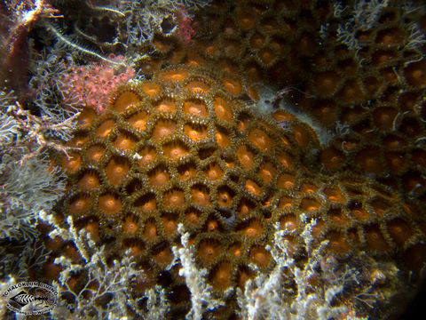 Image of zoanthids