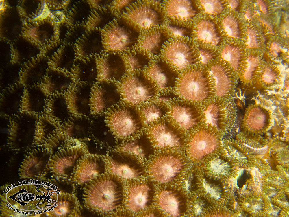 Image of zoanthids