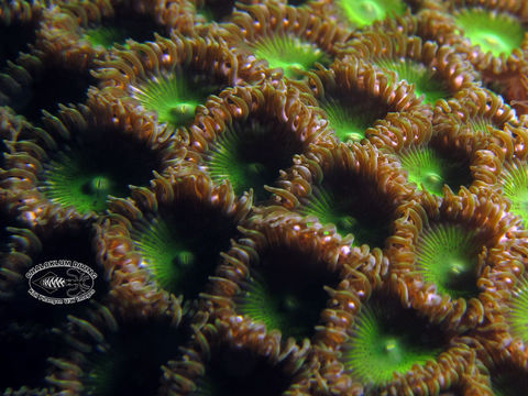 Image of zoanthids