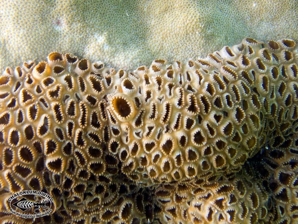 Image of zoanthids