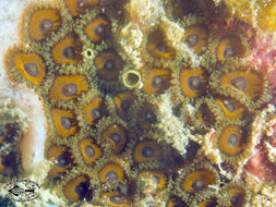 Image of zoanthids