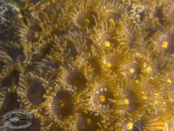 Image of zoanthids